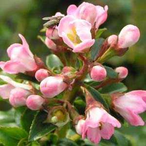 Escallonia Apple Blossom