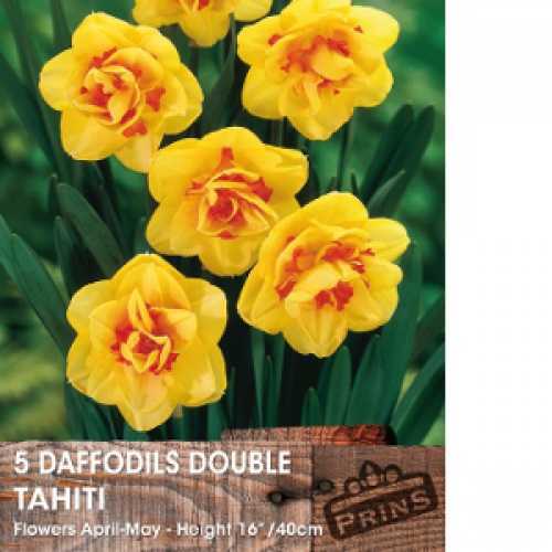 Buy Daffodil Tahiti Bulbs Buy Daffodil bulbs online essex garden