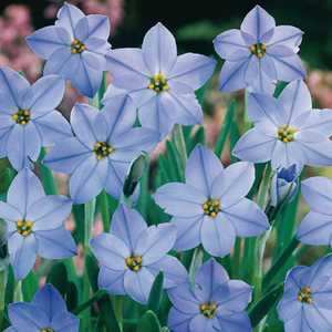 Ipheion Uniflorum Bulbs Wisley Blue (Spring Star) 20 Per Pack