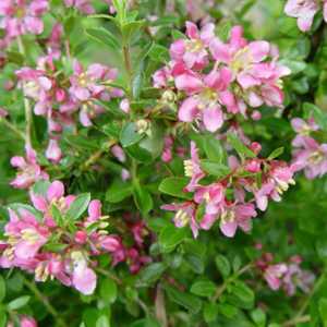 Escallonia Donard Radiance