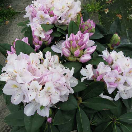 Rhododendron Hybrid 'Gomer Waterer'