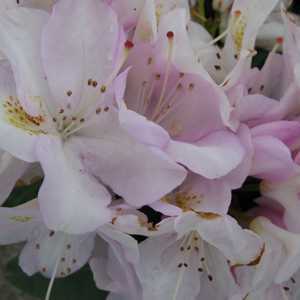 Rhododendron Hybrid 'Gomer Waterer'