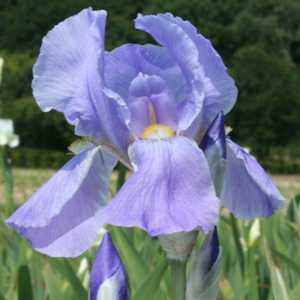 Iris Dalmatica Florentina (Sky Blue) Bulb 1 Per Pack