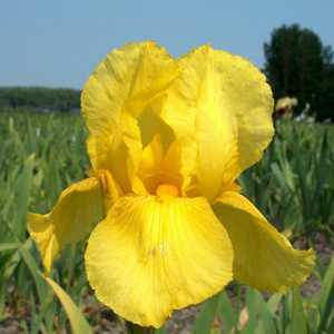 Iris Germanica Goldfackel (Pure Gold) Bulb 1 Per Pack
