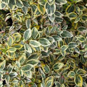 Euonymus Fortunei Emerald 'n' Gold