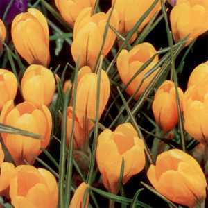 Crocus Bulbs Dutch Yellow (Gold) 40 Per Pack