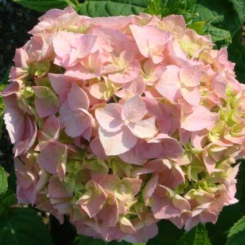 Hydrangea Macrophylla Bouquet Rose