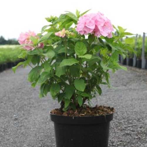 Hydrangea Macrophylla Bouquet Rose