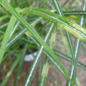 Miscanthus Sinensis Little Zebra Ornamental Grass