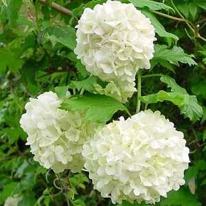 Viburnum Opulus 'Roseum' (Snowball tree)