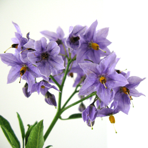 Solanum Crispum Glasnevin (Potato Tree) Climber