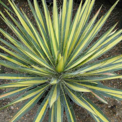 Yucca Filamentosa Colour Guard (Variegated Adam's Needle)10Ltr