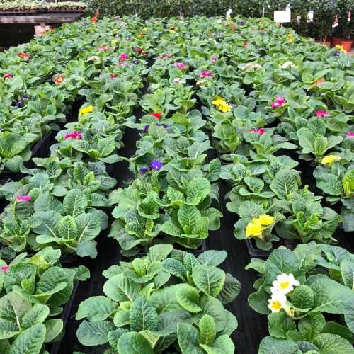 12 Jumbo Primrose Bedding Pack Mix F1 Variety Mixed Coloured Primroses Beds Winter & Spring Colour Pots & Containers 12 Large Garden Ready Plants for Baskets Blooming Outdoor Flowers