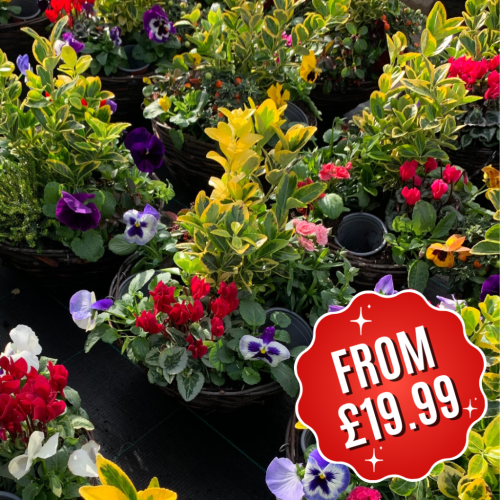 Buy Winter Planted Hanging Baskets Buy Winter Baskets Plants Galore Online