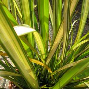 Phormium Apricot Queen (New Zealand Flax)