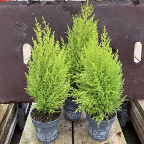 356_500_123313_Cupressus_13cm_Goldcrest_Wilma_300.JPG