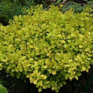 Berberis Thunbergii Tiny Gold (Barberry Hedging)