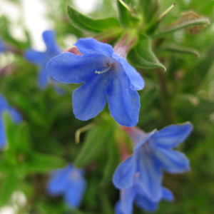 Lithodora (Lithospermum) Diffusa Heavenly Blue 1Ltr