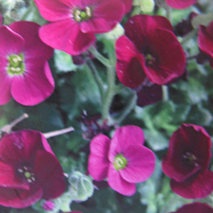 Aubrieta / Aubretia Gloria