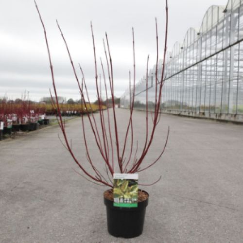3639_500_111648_Cornus_Alba_Gouchaultii.png