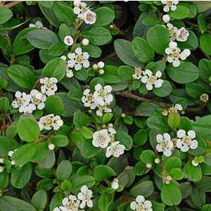 Cotoneaster Dammeri Bearberry Cotoneaster
