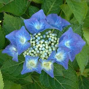Hydrangea Macrophylla Blue Sky (Teller Blue)