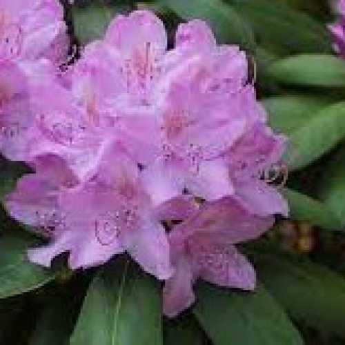 Rhododendron Hybrid 'Catawbiense Grandiflorum'