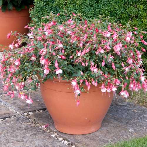 9cm Basket Plant Fuchsia Upright Patio Princess
