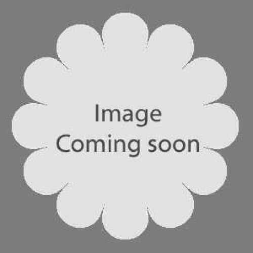 Azalea Japonica 'Gilbert Mullie'