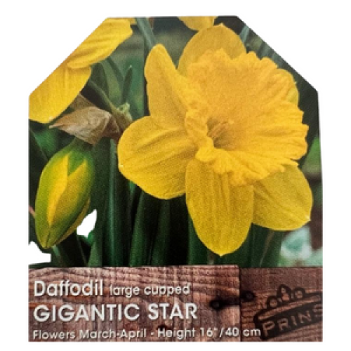 Gigantic Star Large Cupped Daffodil Bulbs, Narcissus