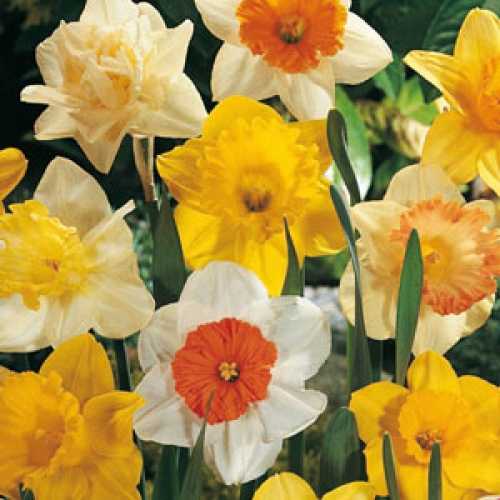Cheap Daffodil Mixed Bulbs Cheap Daffodil Bulbs Online essex garden
