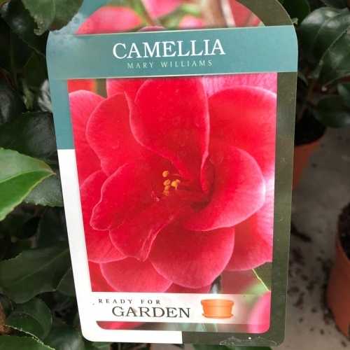 Camellia Japonica Mary Williams