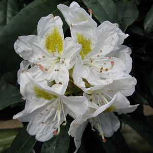 Rhododendron Hybrid 'Madame Masson'