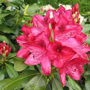 Rhododendron Hybrid 'Nova Zembla'