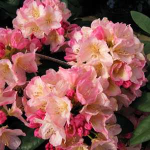 Rhododendron Hybrid 'Percy Wiseman'