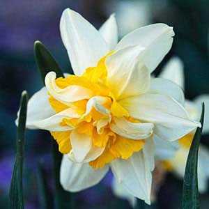 Daffodil Double White Lion Bulbs 25Kg Sack
