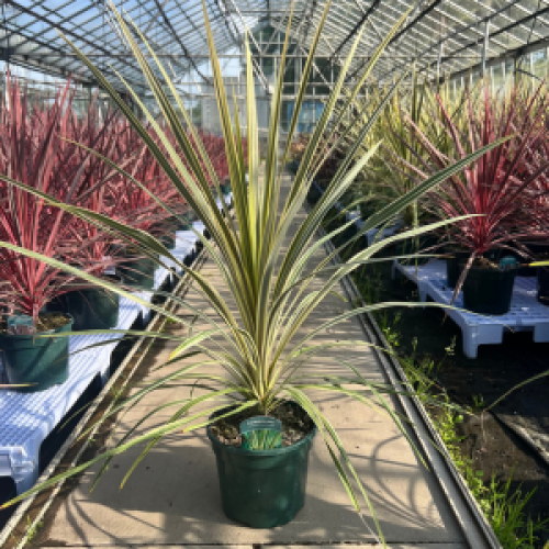 43_500_095402_Cordyline_Torbay_Dazzler.png