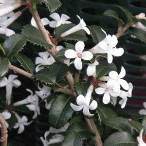 Osmanthus Delavayi Hedging