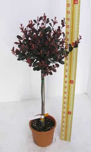 Cheap Photinia Little Red Robin Topiary Plants For Sale : Cheap Topiary
