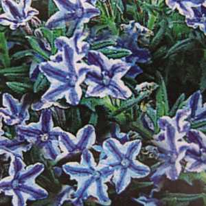 Lithodora (Lithospermum) Diffusa Blue Star