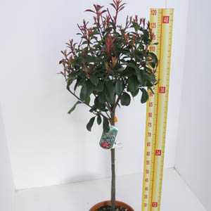 Photinia x Fraseri 'Red Robin' 1/4 Standard 15ltr Pot