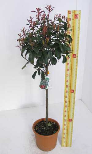 Photinia 'Red Robin' Mini Topiary Standard 25/30cm