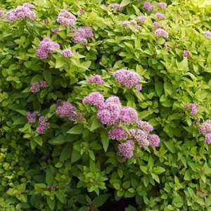 Spiraea Japonica Sundrop First Editions