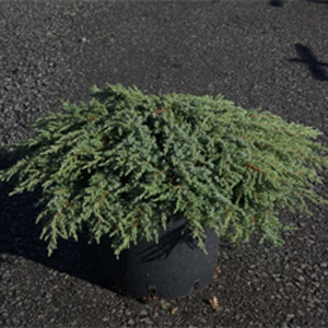 Juniperus Communis 'Green Carpet' (Dwarf Green Carpet Juniper)