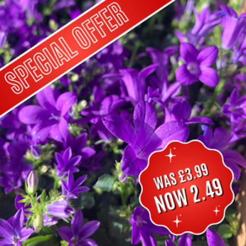 Buy Campanula Plants Online Cheap Campanula Online Alpine Plants