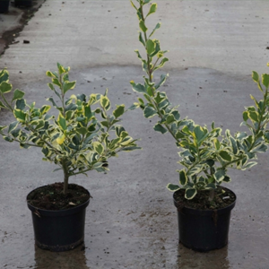 Ilex alteclerensis 'Golden King' Holly