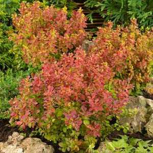 Berberis Thunbergii Orange Rocket