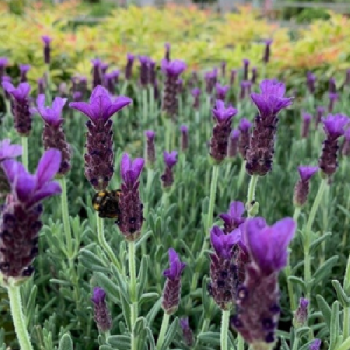 Lavandula Stoechas Anouk- French Lavender (Purple)