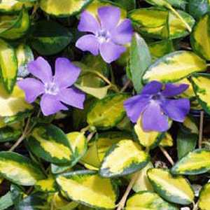 Vinca minor 'Temptation' (Periwinkle)