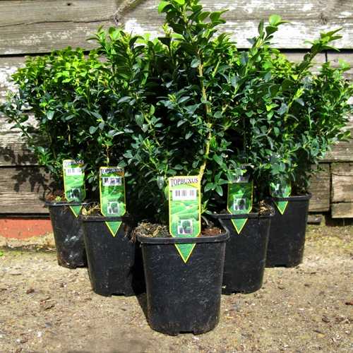 Box Hedging (Buxus Sempervirens) Topiary 20-25cm 1Ltr - 25 Per Box